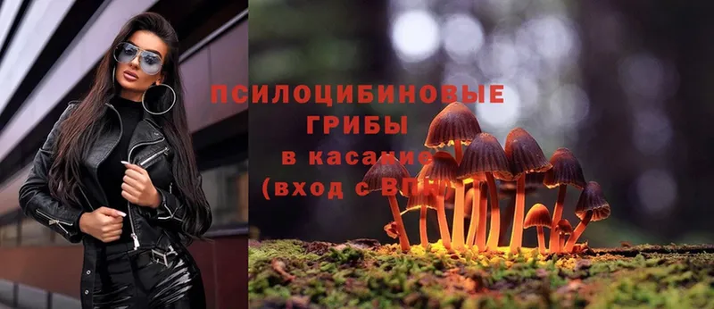 где продают   Каргат  Галлюциногенные грибы Psilocybe 